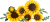 a5a51d7fecba0fab656865e315ab77af.png