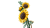 051ed36737c5f5546141608d463e74a3.png